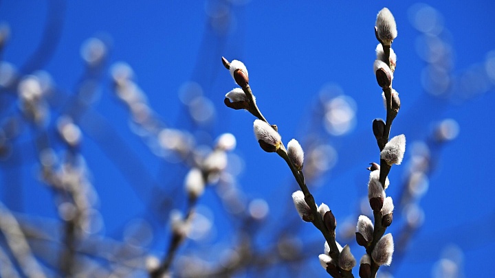 В РПЦ рассказали, когда освящать вербу
